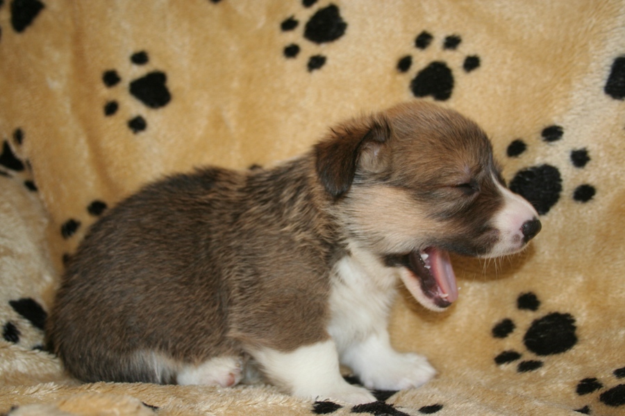 Puppies